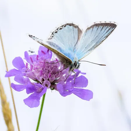 La Maison De Lison Villa Furfooz