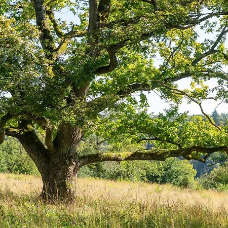 Villa La Maison De Lison Furfooz